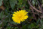 Common dandelion